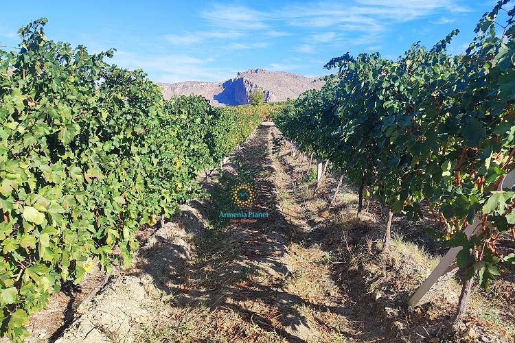 Momik Wines