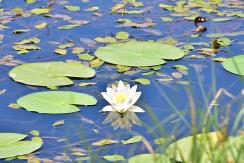 Water Lilies Lake